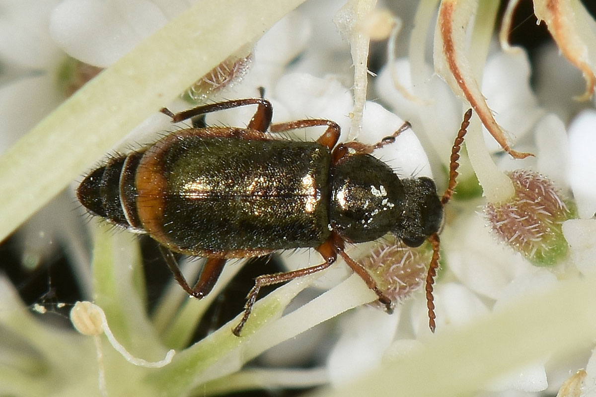 Malachiidae: Attalus marginatus (ex A. nourrichelii in parte), maschio